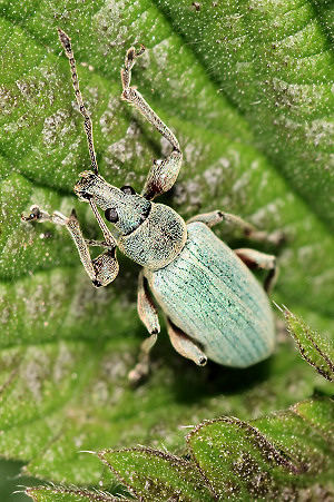 R�sselk�fer auf einer Brennnessel